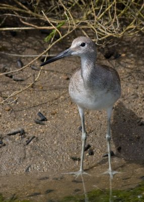 Willet