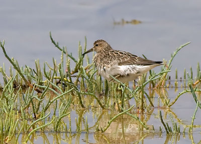 Pectoral Sandpiper