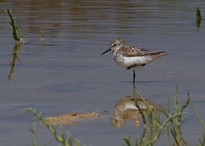 Western Sandpiper