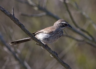Black-throated Sparrow - juvenile