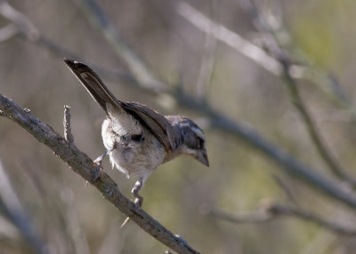 Black-throated Sparrow - juvenile