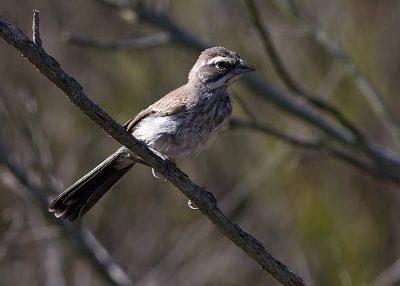 Black-throated Sparrow - juvenile