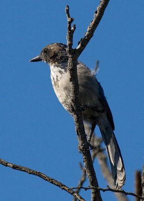 Western Scrub Jay