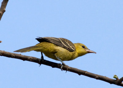 Hooded Oriole - female