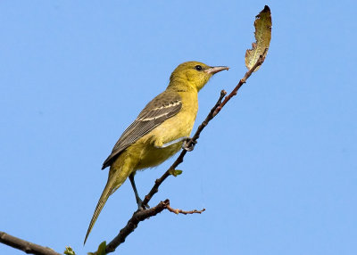 Hooded Oriole - female