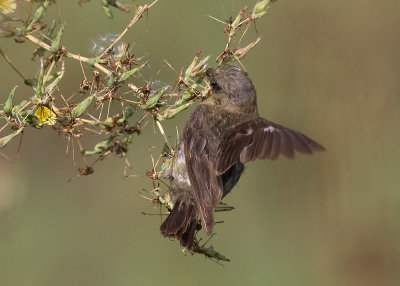 Lesser Goldfinch - female with worn feathers