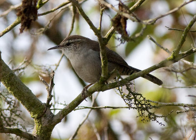 Bewick's Wren