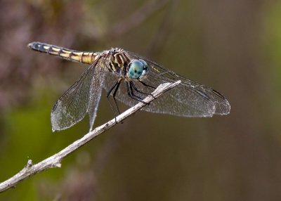 Blue Dasher (Pachydiplax longipennis)