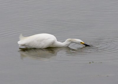 Snowy Egret