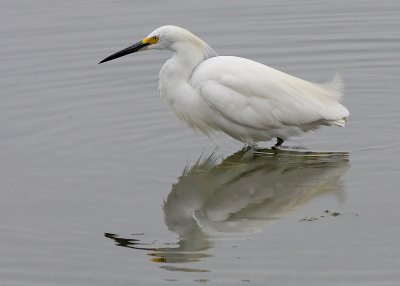 Snowy Egret