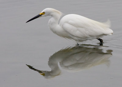 snowy-egret03.jpg