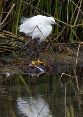 Snowy Egret