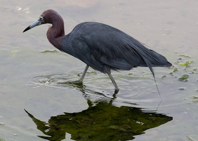 Little Blue Heron