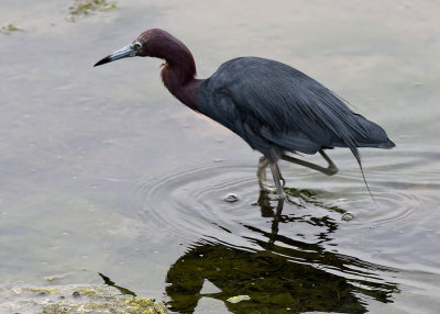 Little Blue Heron