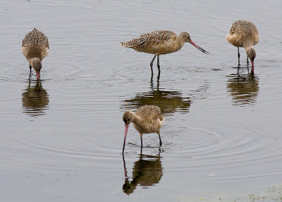 Marbled Godwits