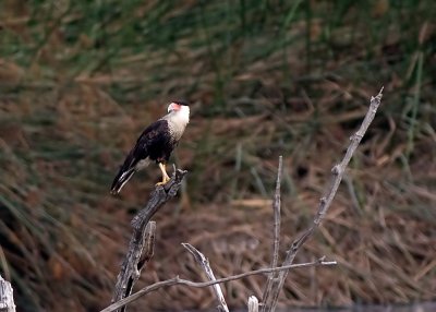 Crested Caracara