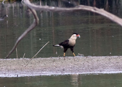 Crested Caracara