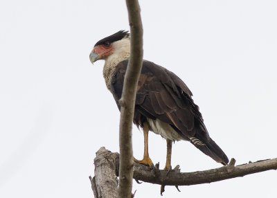 Crested Caracara