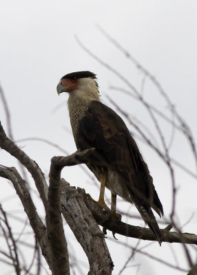 Crested Caracara