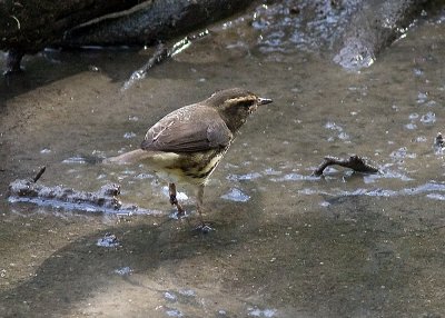 Northern Waterthrush