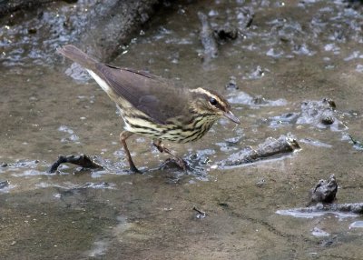 Northern Waterthrush