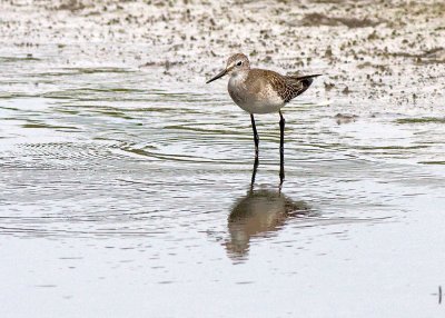 Lesser Yellowlegs