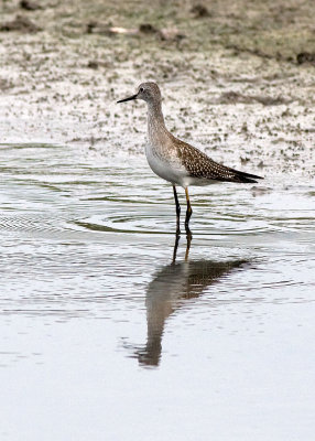 Lesser Yellowlegs