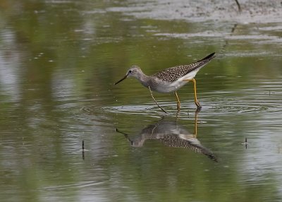 Lesser Yellowlegs