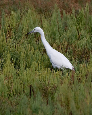 Little Blue Heron - juvenile
