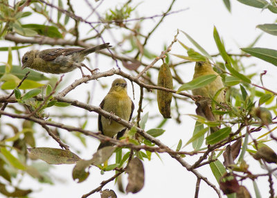 Lesser Goldfinch- family