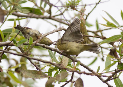 Lesser Goldfinch- family