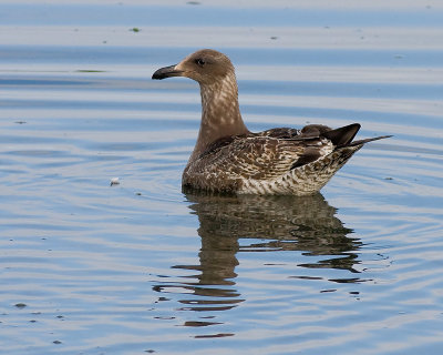 Herring Gull
