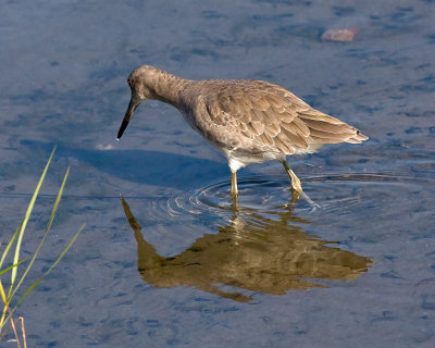 Willet