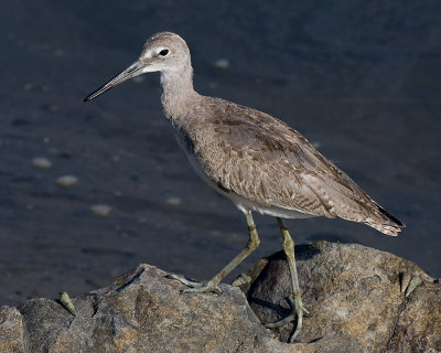 Willet