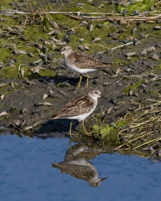 Least Sandpiper