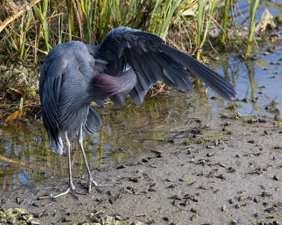 Little Blue Heron