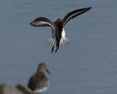 Dunlin