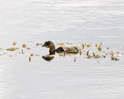 Pied-billed Grebe - juvenile