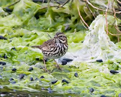 Savannah Sparrow