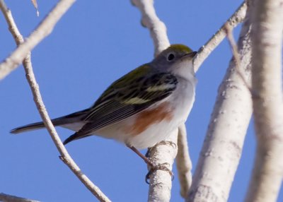 Chestnut-sided Warbler