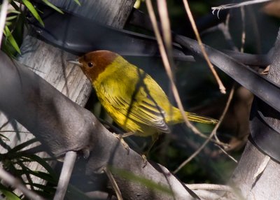 Mangrove Yellow Warbler