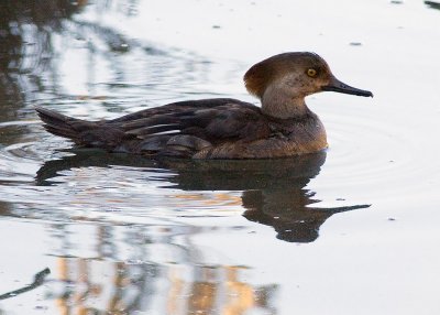 Hooded Merganser