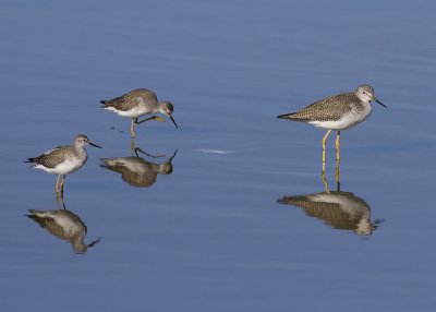 Great and Lesser Yellowlegs