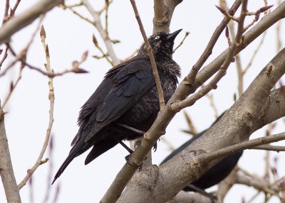 Rusty Blackbird
