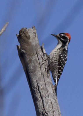 Nuttals Woodpecker - male