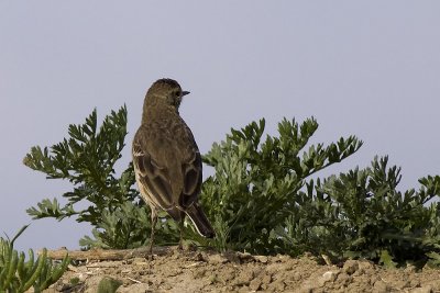 American Pipit