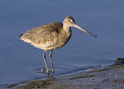 Marbled Godwit