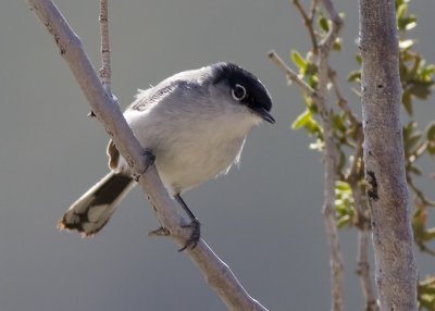 Black-tailed Gnatcher