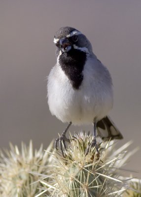 Black-throated Sparrow