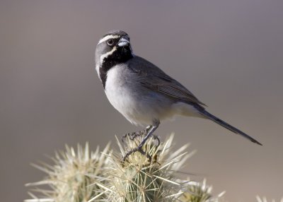 Black-throated Sparrow